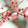 雪中紅梅 (Red plum blossoms in the snow) 