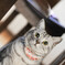 石黒鶏太、あどけない猫です