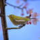 桜ジロー