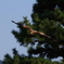 鳶と松