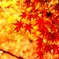 紅く燃ゆ