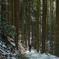 Snow trekking