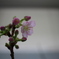 河津桜？
