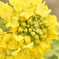 菜の花