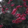 夕陽の紅梅