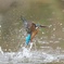 公園のカワセミ#3