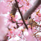 三浦海岸河津桜