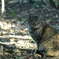 猫の日