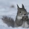 いい雪（ゆ）だーな！