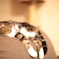 溶ける猫
