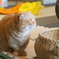 大好きな猫