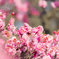 梅の花