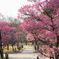 公園と梅の花