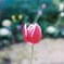 tulip