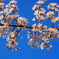 桜と青空