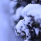 ＊松の雪