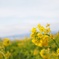 Rape blossoms