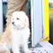 看板犬