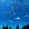 美ら海水族館