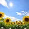太陽とひまわり 