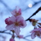 桜？？