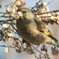 木の実を食べるカワラヒワ