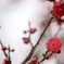 向山梅林園
