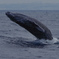 Whale watching