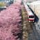 河津桜Pink×京急Red