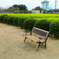 菜の花とイス