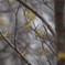 Witch hazel 