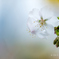 桜を冬に