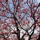 梅の花、下から見るか？横から見るか？