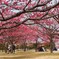 梅花のトンネル