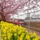 河津桜 菜の花 電車
