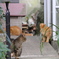 グラバー園の猫たち