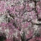 be in full bloom