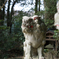 Guardian lion-dog at Shinto shrine