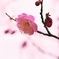 淡春