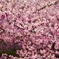 河津桜_1