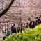 冬の桜と菜の花