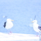 カモメの会話