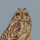 コミミズク眼「小耳」
