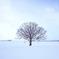 雪原の木