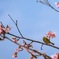 春がきたー