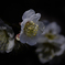 DSC02174 艶やかな梅　