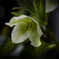 DSC02240 花の素顔-1