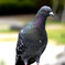 鳩