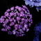 紫陽花