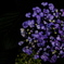 紫陽花